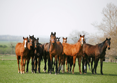 Beautiful herd of thoroughbred horses in pasture