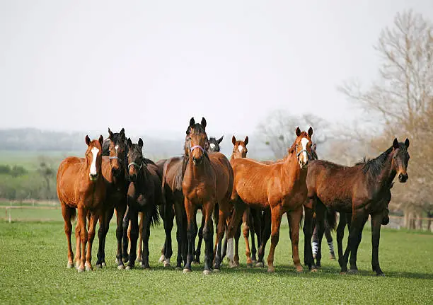 Photo of Batch of horses in farmland meadow
