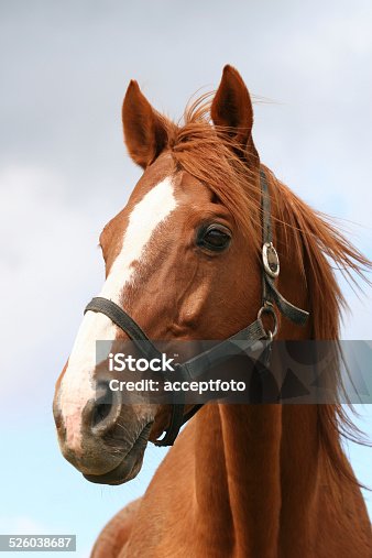 istock Portrait of a chestniut stallion 526038687