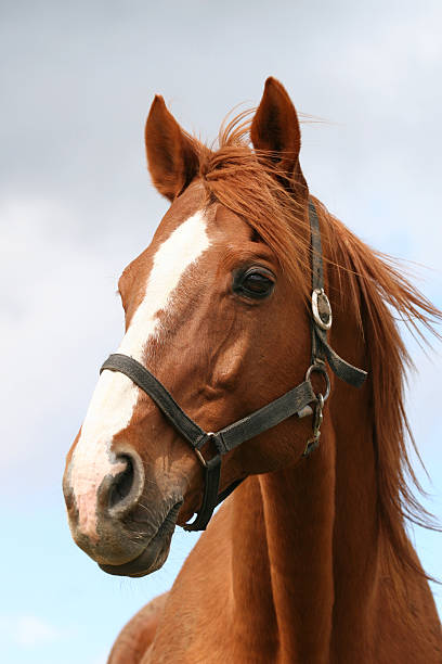 Portrait of a chestniut stallion Head shot of a beautiful bay horse in the pinfold horse stock pictures, royalty-free photos & images