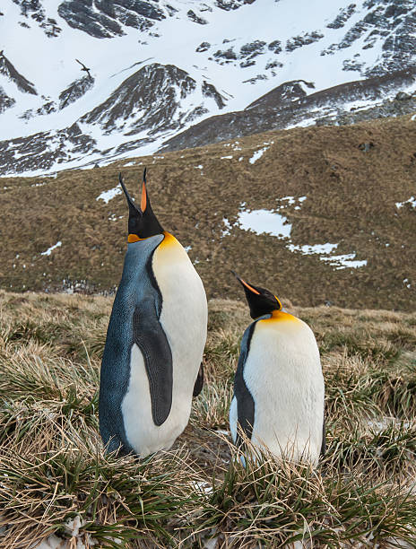 istock King Penguins at South Georgia 526039249