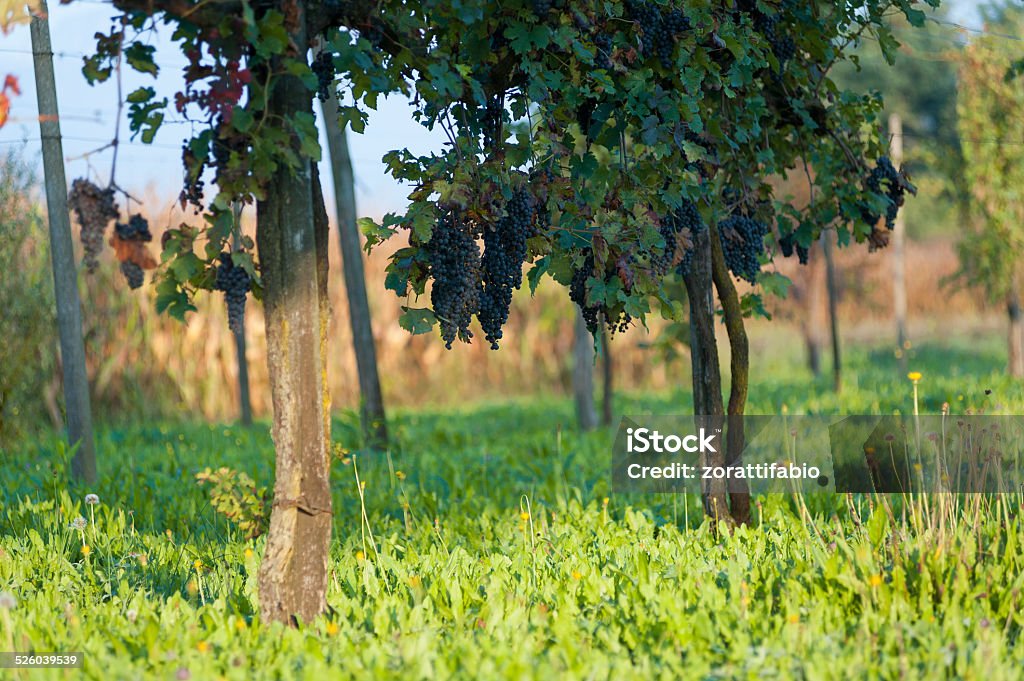 Vineyard, grapes organic Bunch of grapes ready for wine making. Agriculture Stock Photo