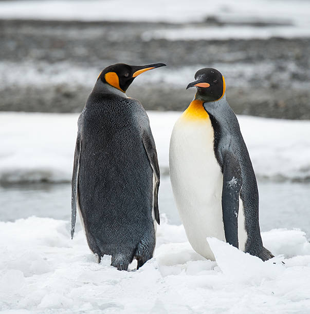 istock King Penguins at South Georgia 526039671