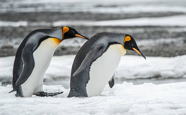 istock King Penguins at South Georgia 526039675