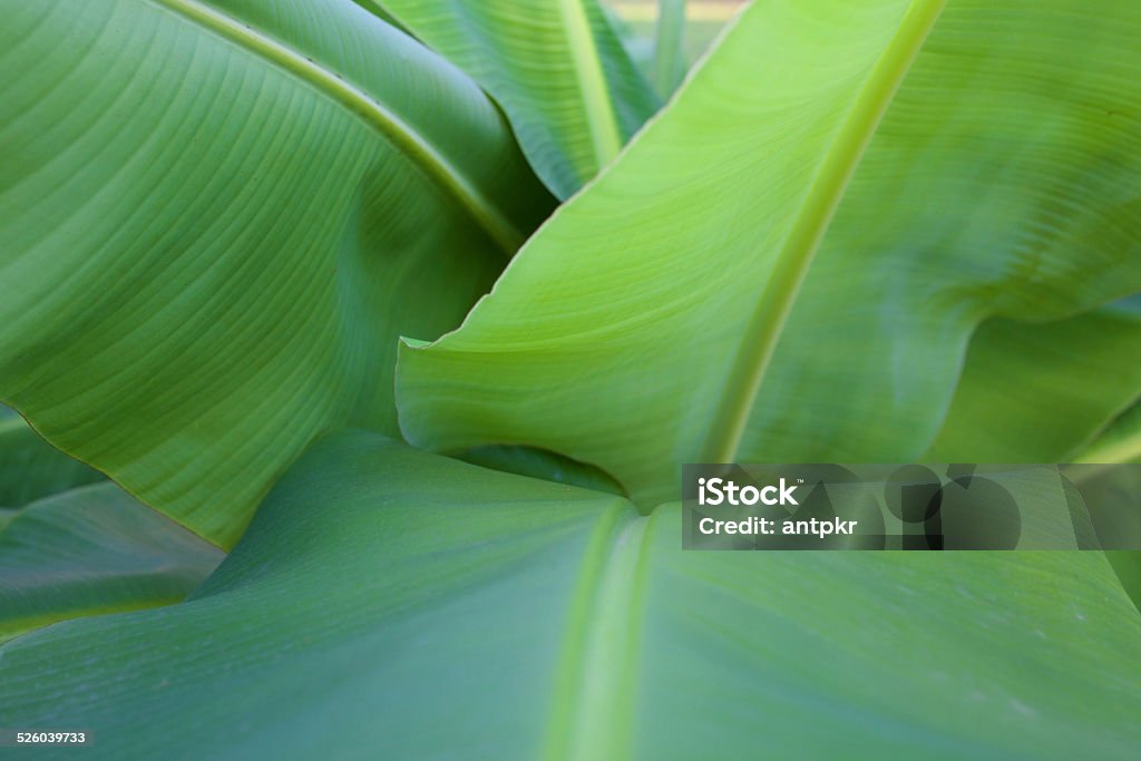 banana leaf banana leaf background Abstract Stock Photo