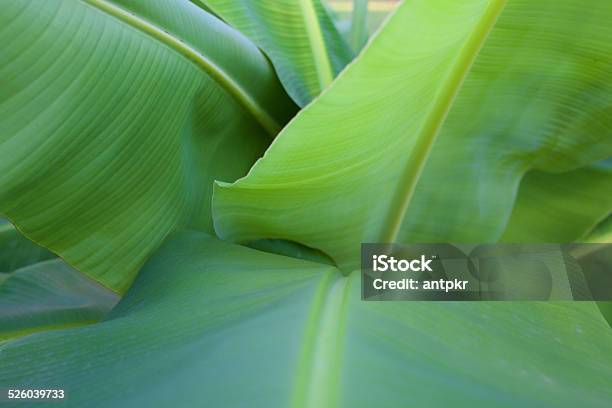 Banana Leaf Stock Photo - Download Image Now - Abstract, Banana Leaf, Banana Tree