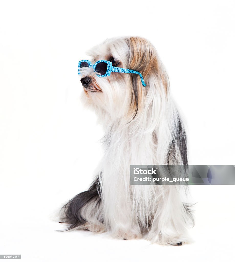 Chú Chó Nhỏ Đeo Kính Râm Hình ảnh Sẵn có - Tải xuống Hình ảnh Ngay ...
