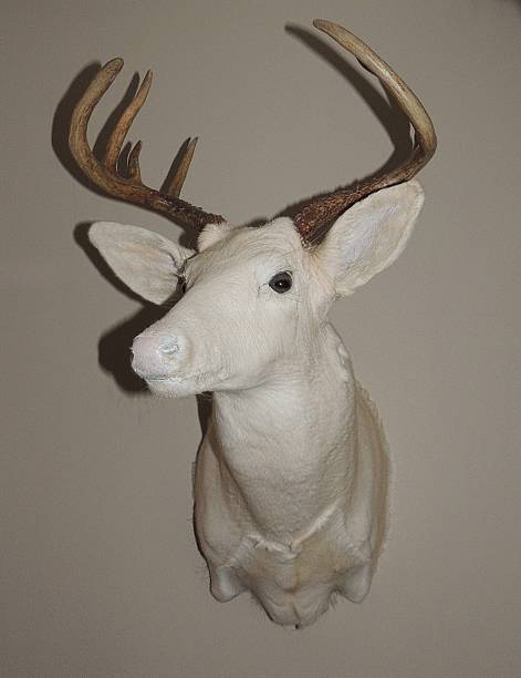 istock White Albino Deer with Antlers 526040307