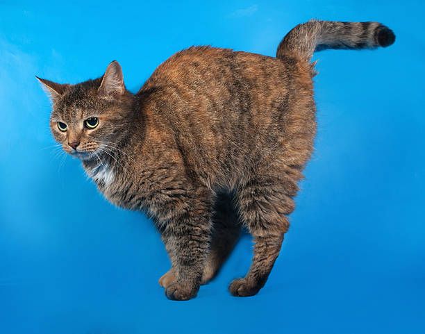 istock Tricolor cat standing on blue 526040881