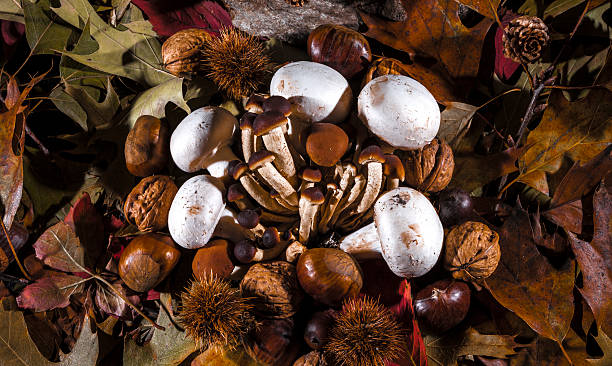 Autumnal still life composition with brown honey mushrooms, white champignon, green, yellow, brown, orange and red leaves, sprigs, dry fruits (chestnuts, chestnuts bur, walnuts and hazelnuts) and a stone.