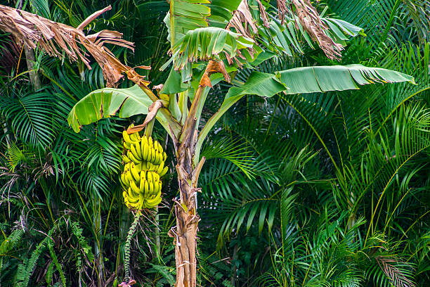 maduro amarillo en un árbol de plátano - banana tree fotografías e imágenes de stock