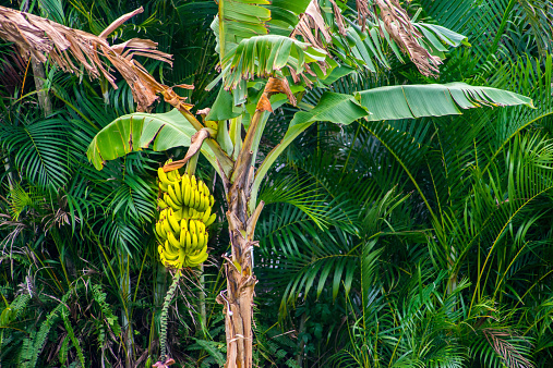 Banana tree with yellow ripe bananas ready to be eaten.