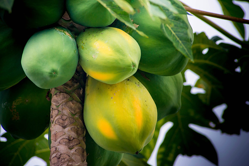 The Papaya plant can grow to over 30 feet and as the fruit ripens it gets soft and gets an orange color.