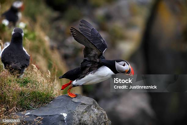 Puffin Taking Off Stock Photo - Download Image Now - Animal, Animal Wildlife, Bird