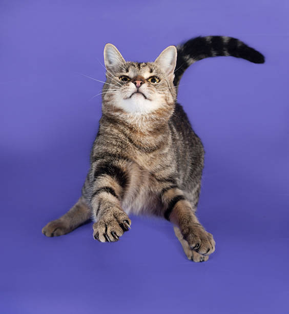 istock Striped cat jumping on lilac 526056371