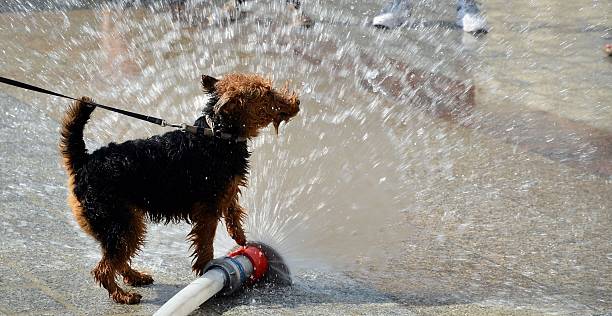 istock dog jumping in water 526056379