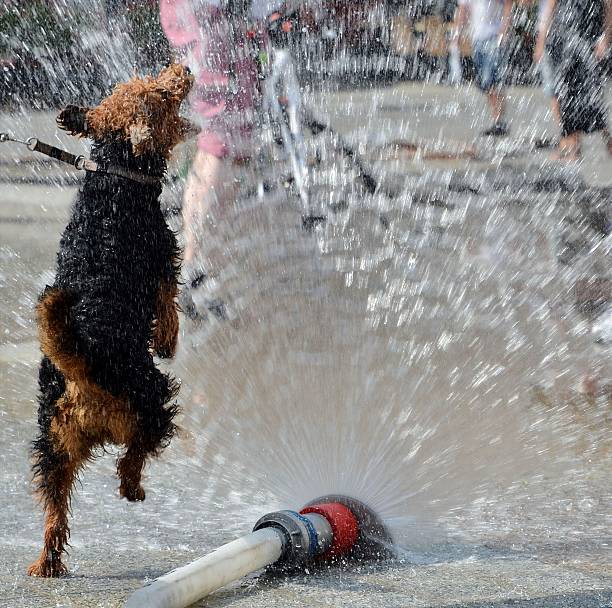istock dog jumping in water from firehose 526056515