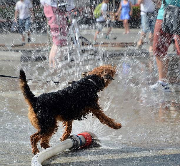 istock dog jumping in water from firehose 526056519