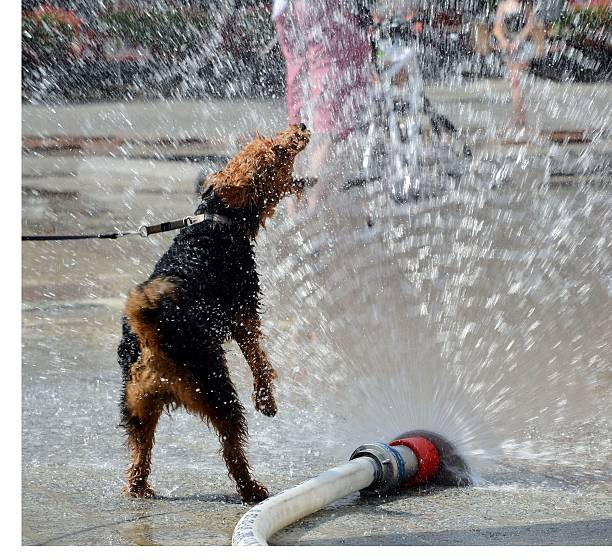 istock dog jumping in water from firehose 526056521