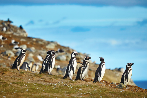 Magellanic Pingüinos en entorno natural photo