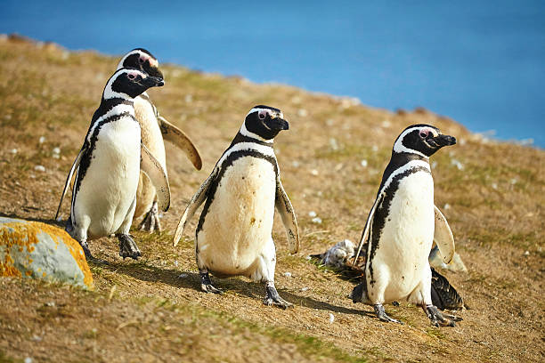 istock Magellanic penguins in natural environment 526056773