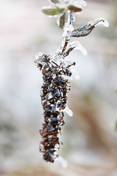 istock Frozen wilted plants in winter 526056813