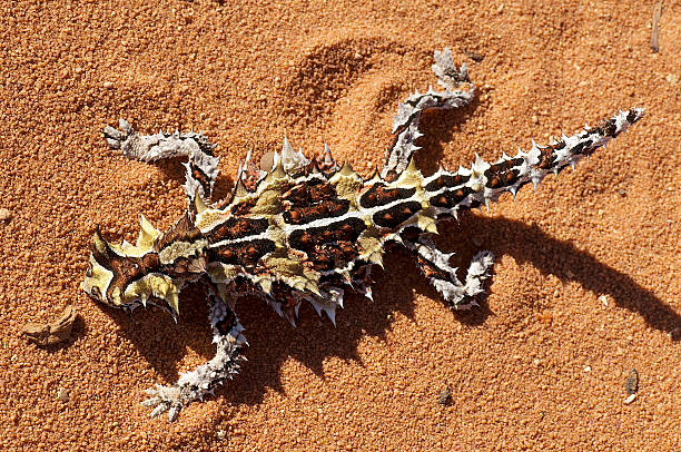Top view of Thorny Devil Thorny devil sitting on an outback road in Francois Peron National Park, Western Australia moloch horridus stock pictures, royalty-free photos & images