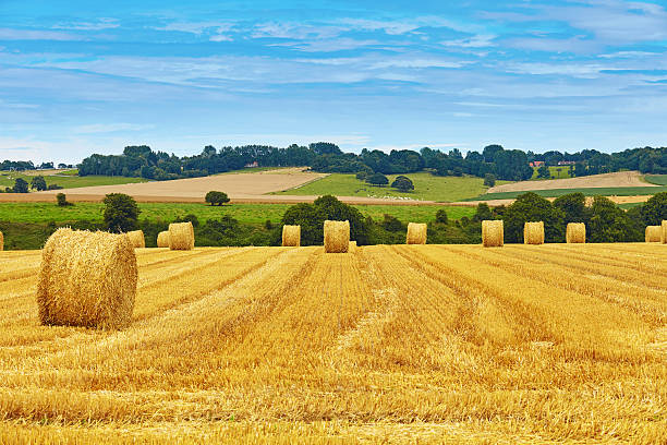 Golden hay bales in countryside Golden hay bales in French countryside normandy photos stock pictures, royalty-free photos & images