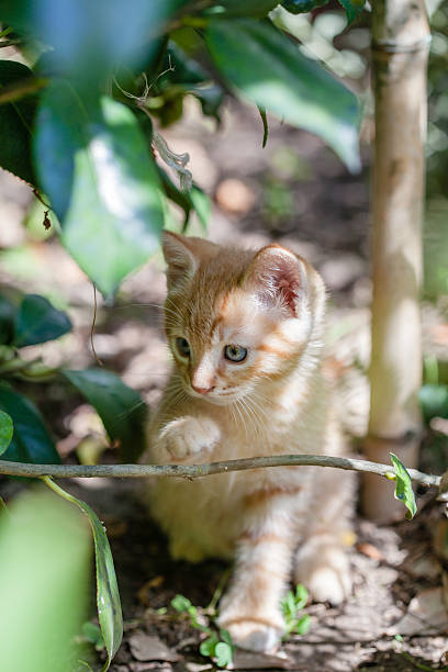 istock Little Cat in the Garden 526058321