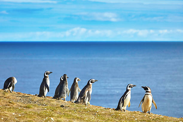 istock Magellanic penguins in natural environment 526058381