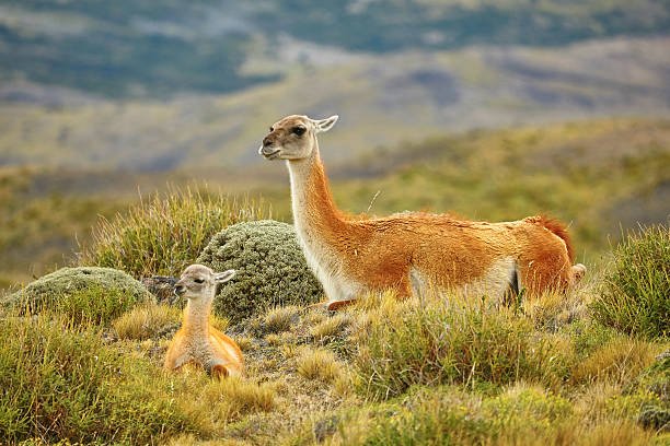 istock Mother guanaco with its baby 526058853