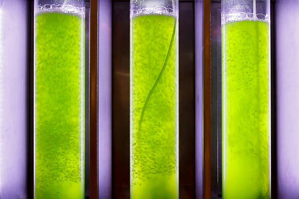 istock Photobioreactor in lab algae fuel biofuel industry . 526058967