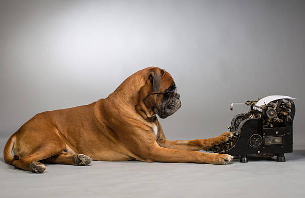 ボクサー犬のご予約 - typewriter writing journalist typing ストックフォトと画像