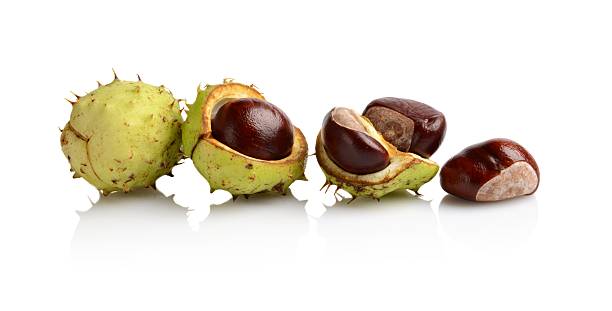 Four chestnuts in line isolated on white background Studio shot of four chestnuts arranged in line isolated on white background aesculus hippocastanum stock pictures, royalty-free photos & images