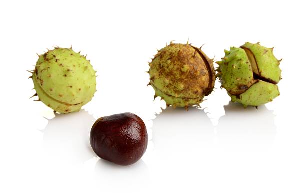 istock Four chestnuts in line with individual isolated on white background 526060727