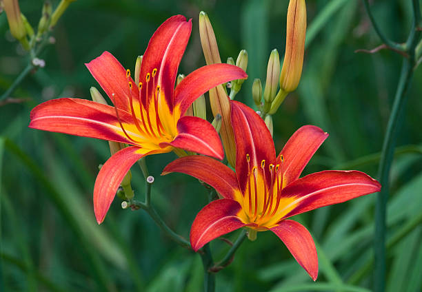 istock HEMEROCALLIS 'POINSETTIA' 526060735