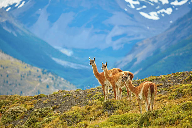 guanacoes en parque nacional de torres del paine - patagonia fotografías e imágenes de stock