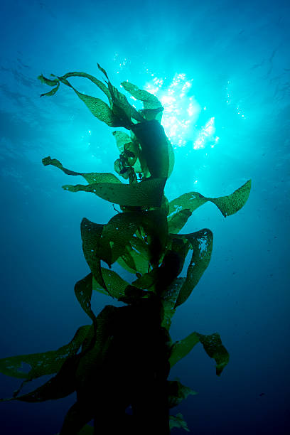 kelp géant - algae photos et images de collection