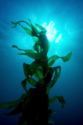 A large fish swims between tall kelp just off Catalina Island