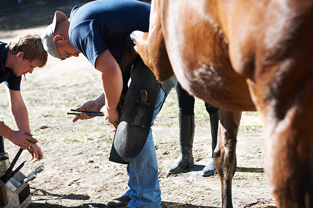 istock They make sure the horses are propery equipped 526062045