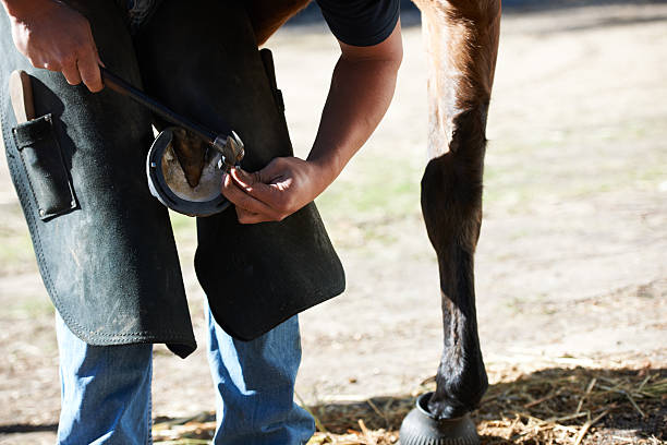 istock He takes great care when dealing with the horse 526062059