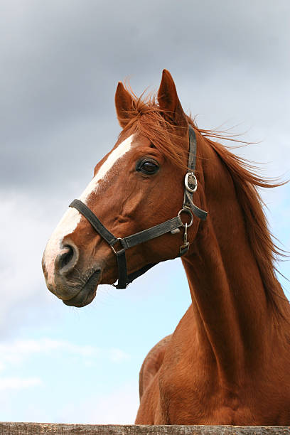 istock Stallion looking over the corral fence 526062379