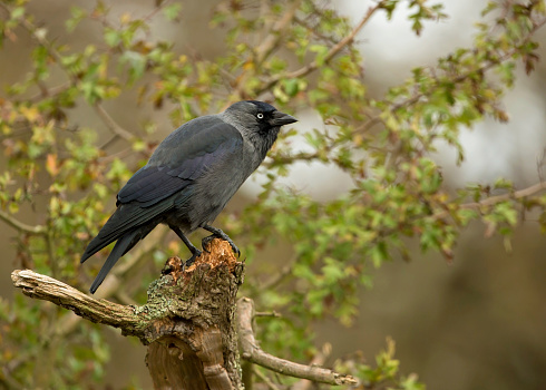 Perching jackdaw (Corvus monedula), UK