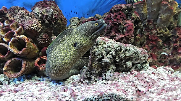 Moray eel fish. stock photo