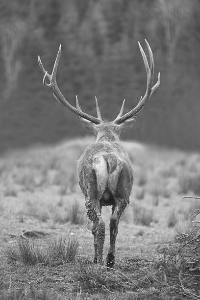 istock Stag in the forest with big antlers from behind 526069597