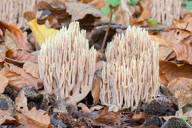 istock Strict-branch coral (Ramaria stricta) at the forest floor 526069903