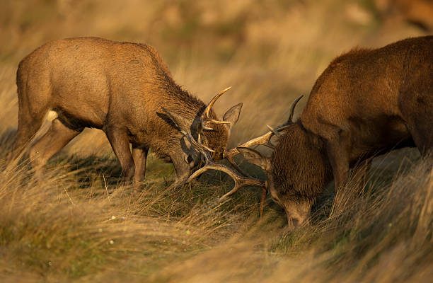 istock Red deer fight during the rut, UK 526069995