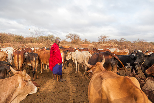 Maasai elder in traditional shuka and staf with his cattle. It is early morning and the cattle are still inside the village, huts are seen in the background. It is end of the dry season and the cattle are rather thin but clouds are gathering in the sky heralding rains to come.