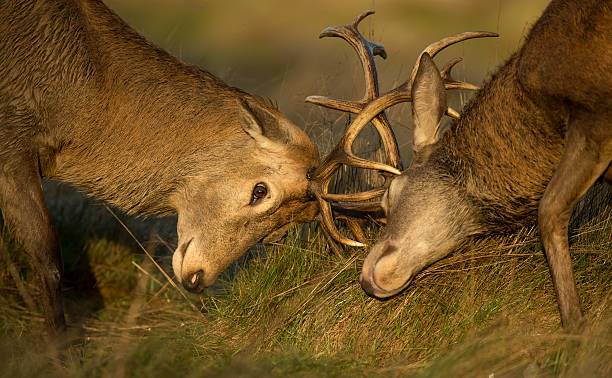 istock Close-up of Red deer stag fight 526072179