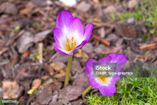 Autumn Crocus Stock Photo - Download Image Now - Autumn, Autumn Crocus, Close-up